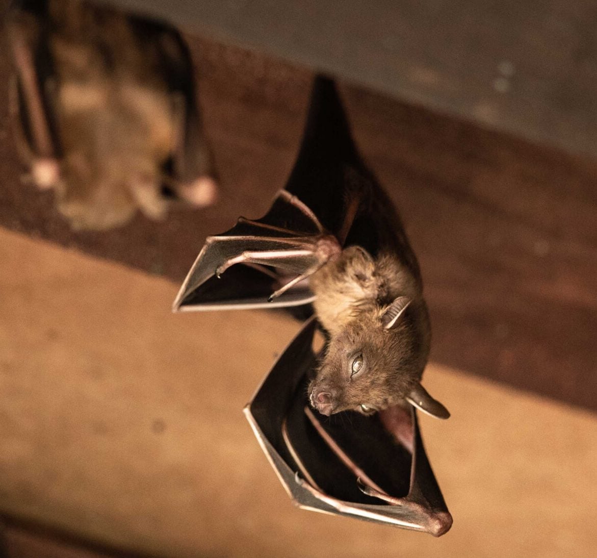 Wildlife-Bats in Austin